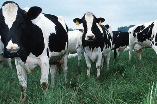 Unterschiede zwischen Zusatzstoffen in Fleischprodukten und halal Produktion